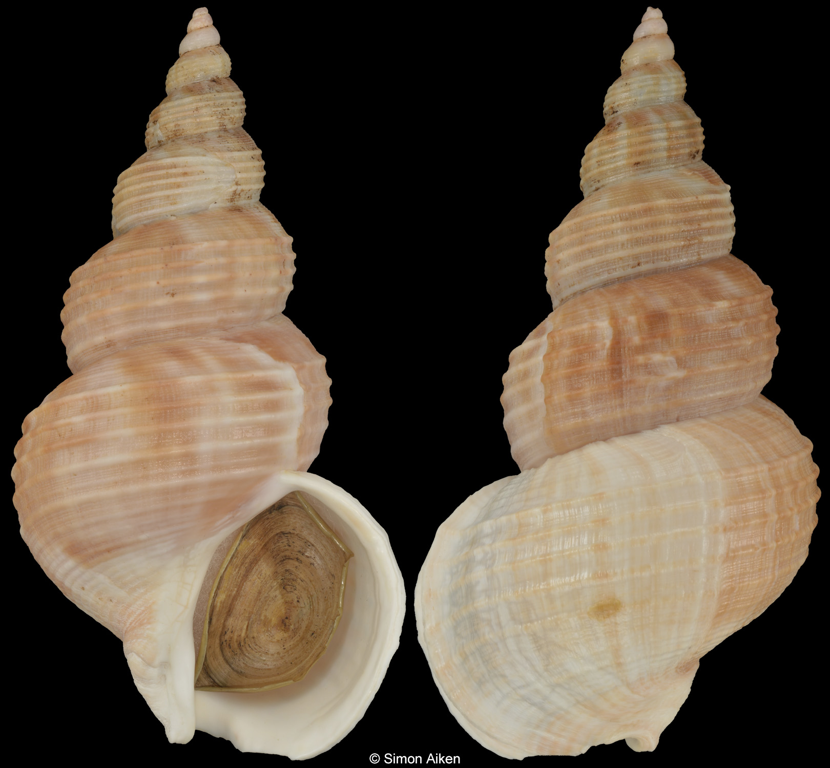 Buccinum isaotakii