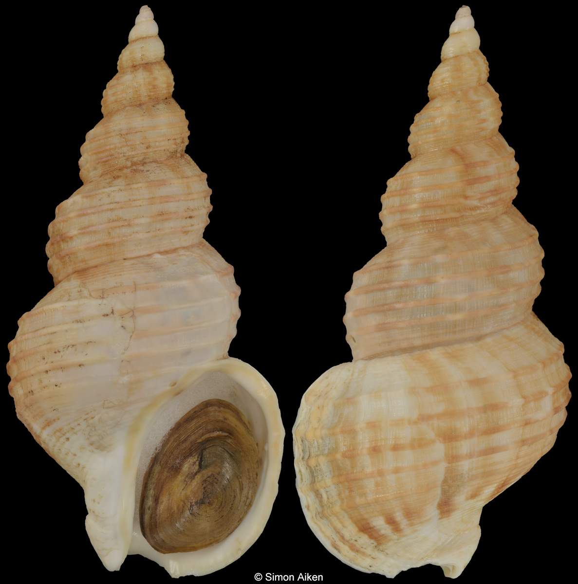 Buccinum isaotakii
