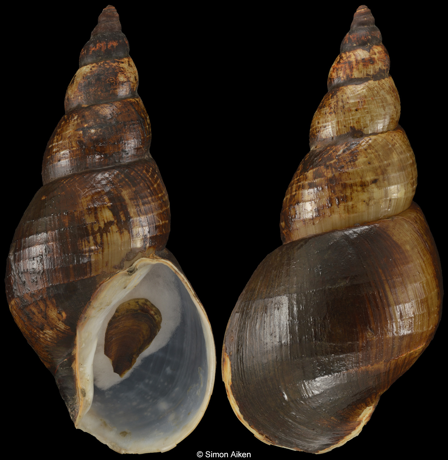 Neancistrolepis glabra