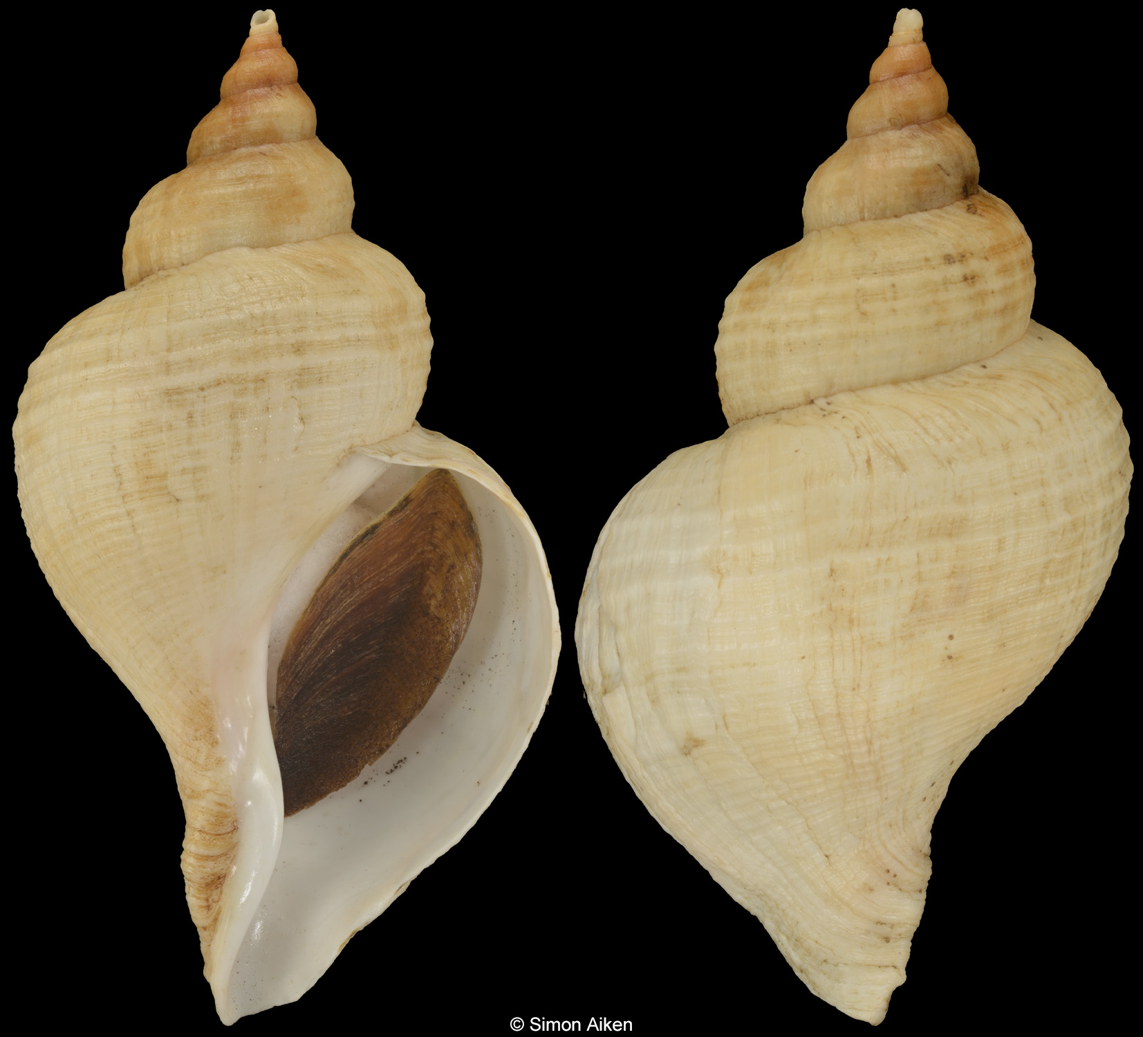 Neptunea constricta