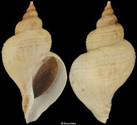 Neptunea constricta