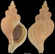 Neptunea eulimata