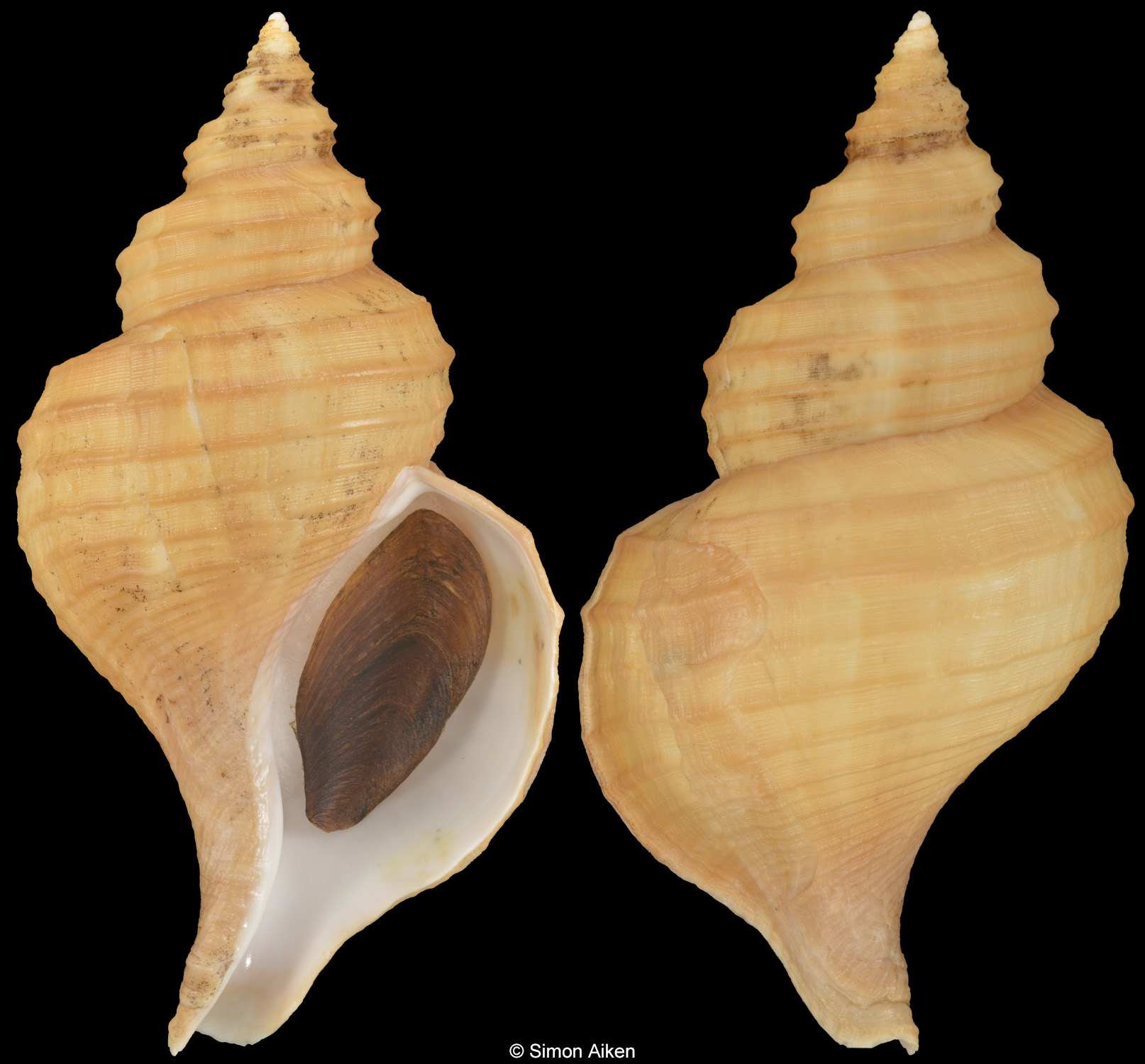 Neptunea frater