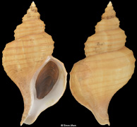 Neptunea frater