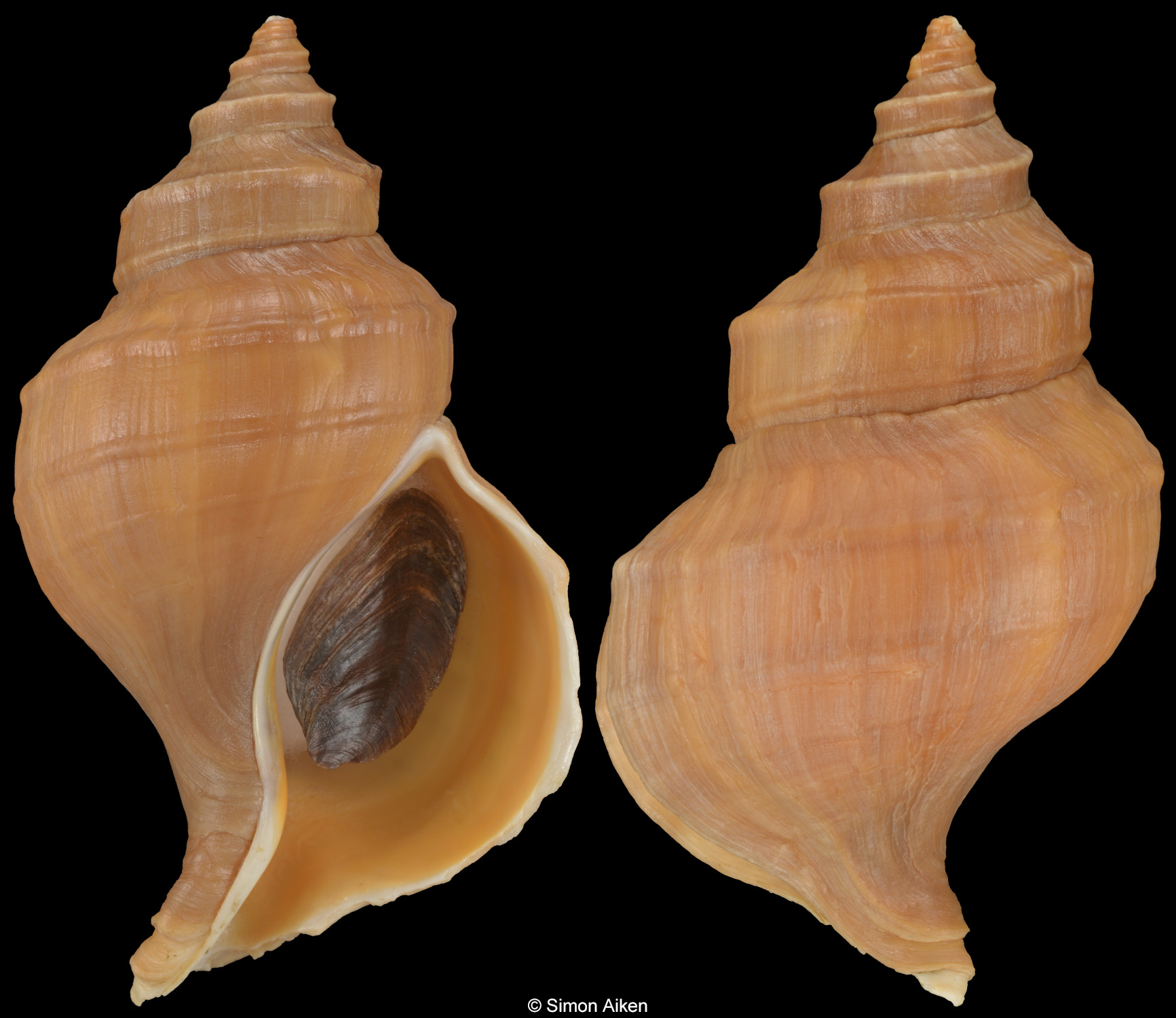 Neptunea heros
