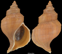 Neptunea heros