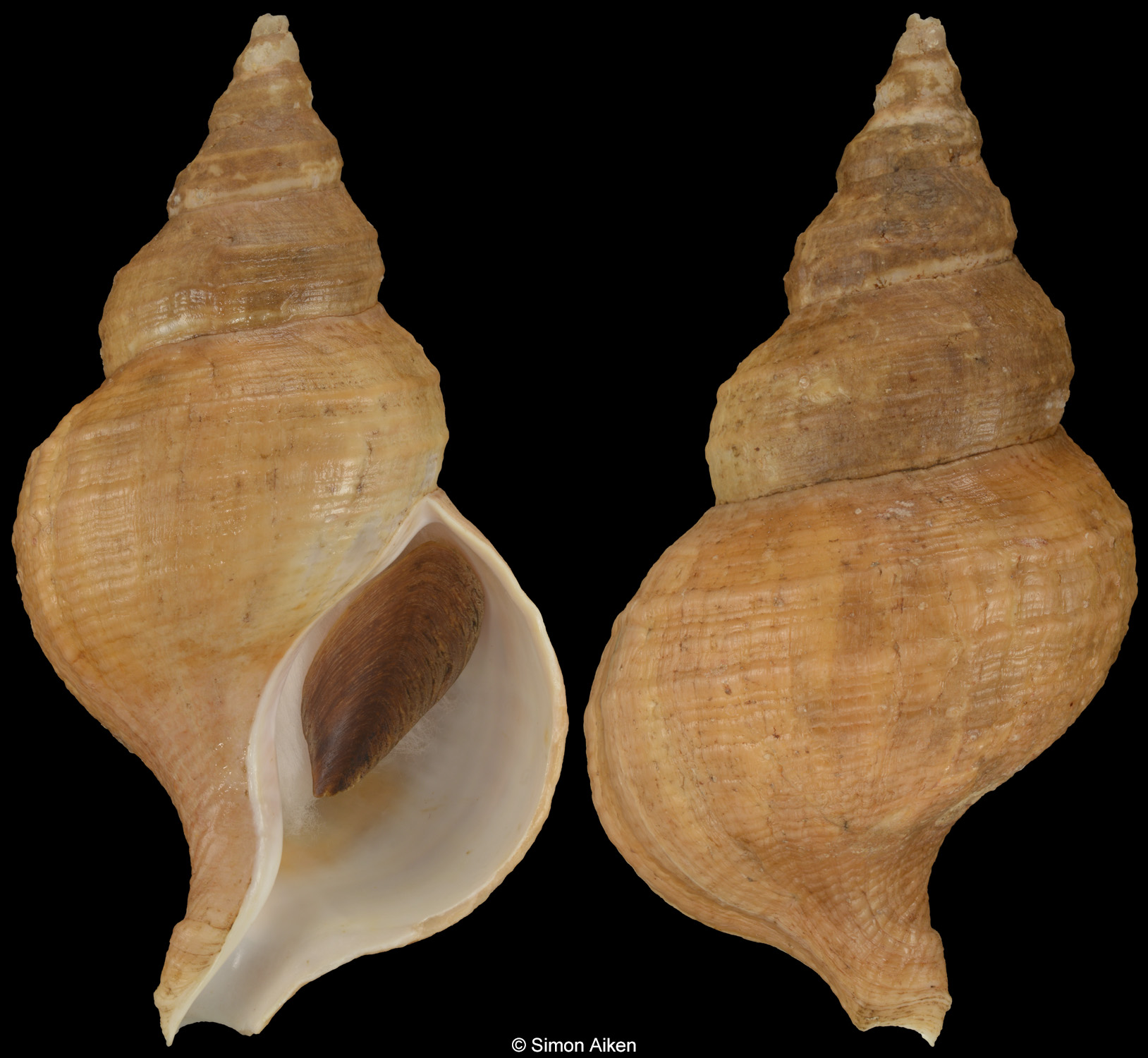 Neptunea hiberna