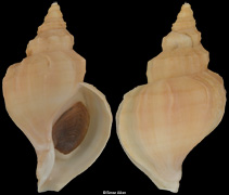 Neptunea lamellosa