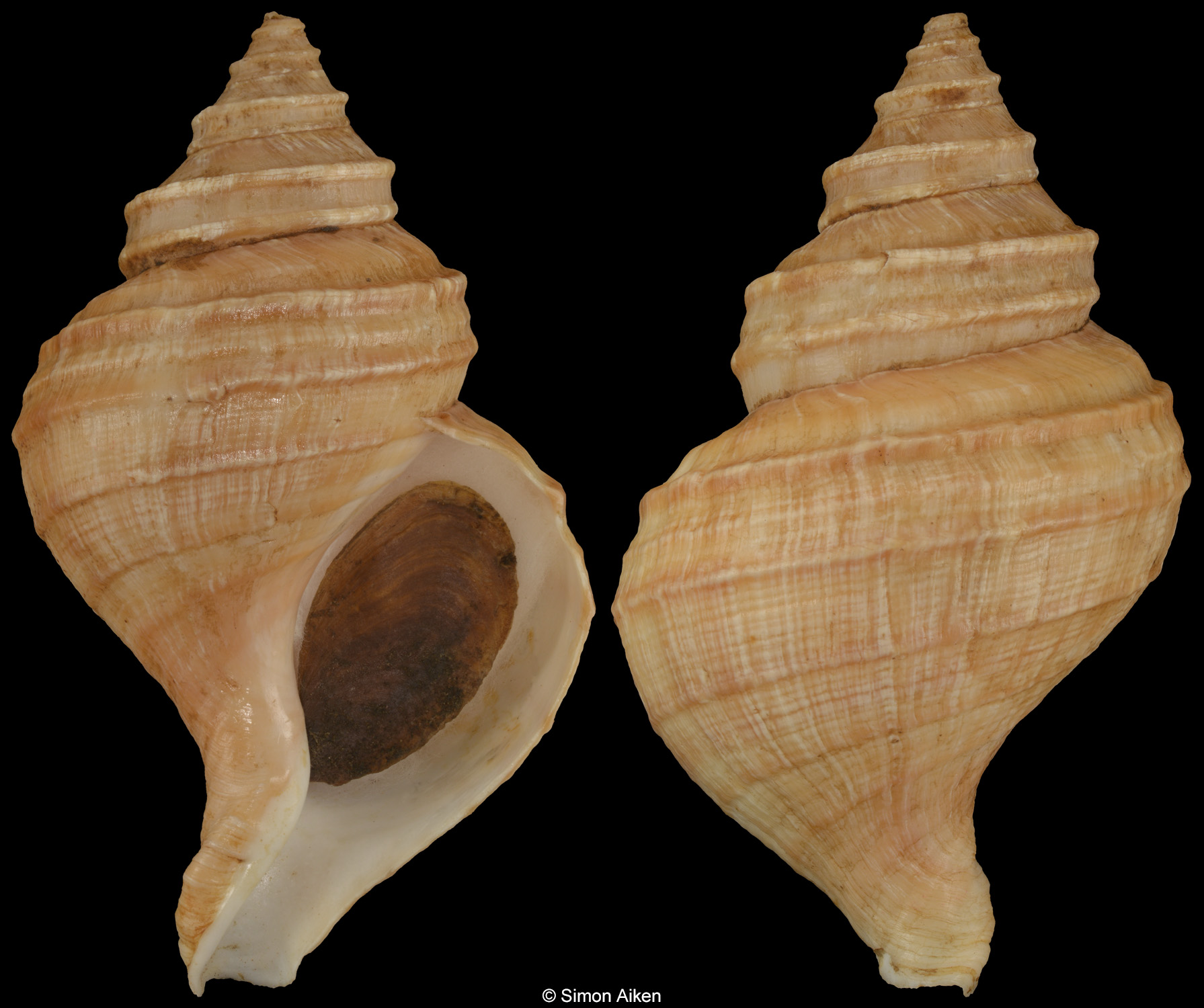 Neptunea purpurea