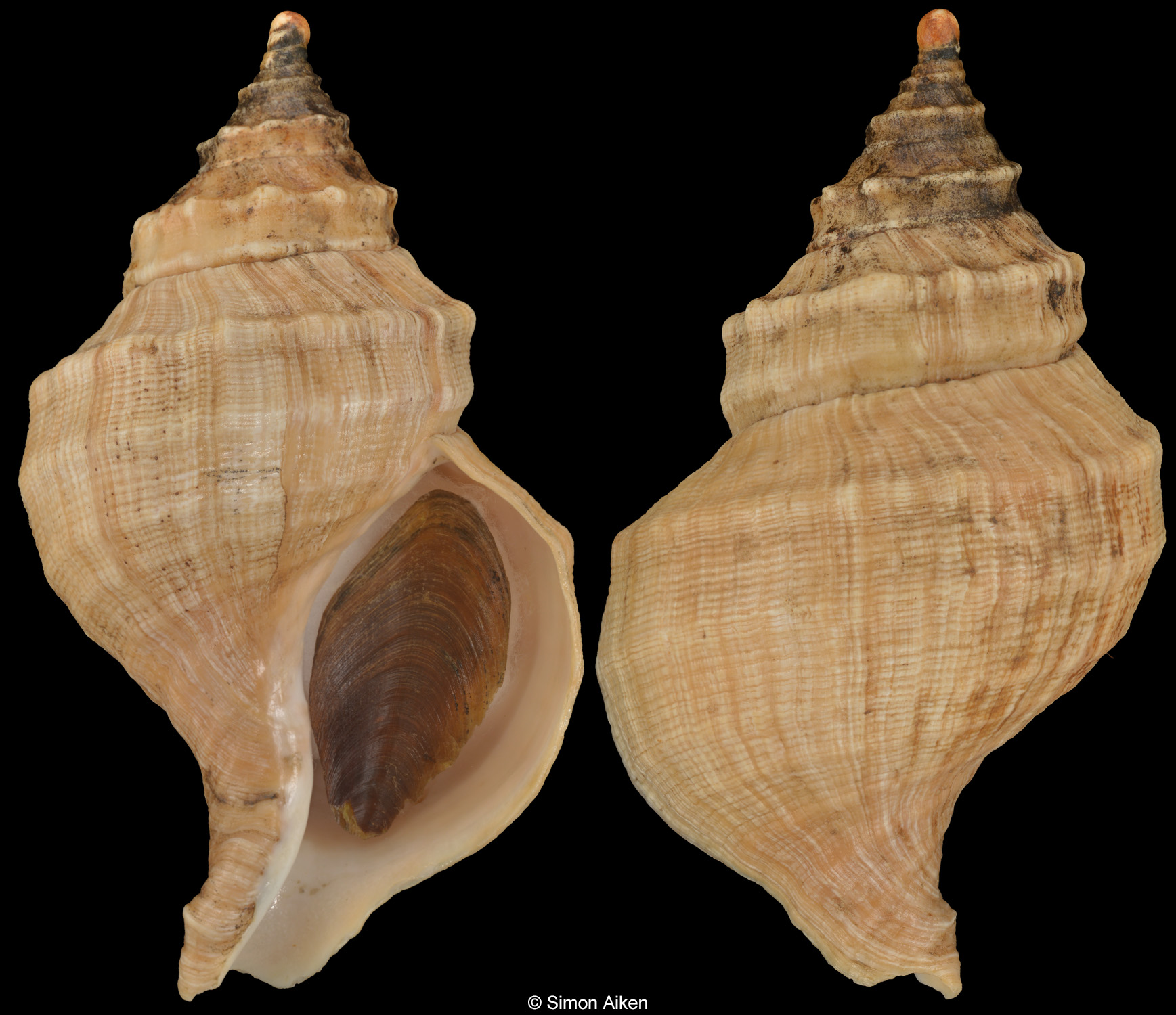 Neptunea umbratica