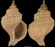 Neptunea umbratica