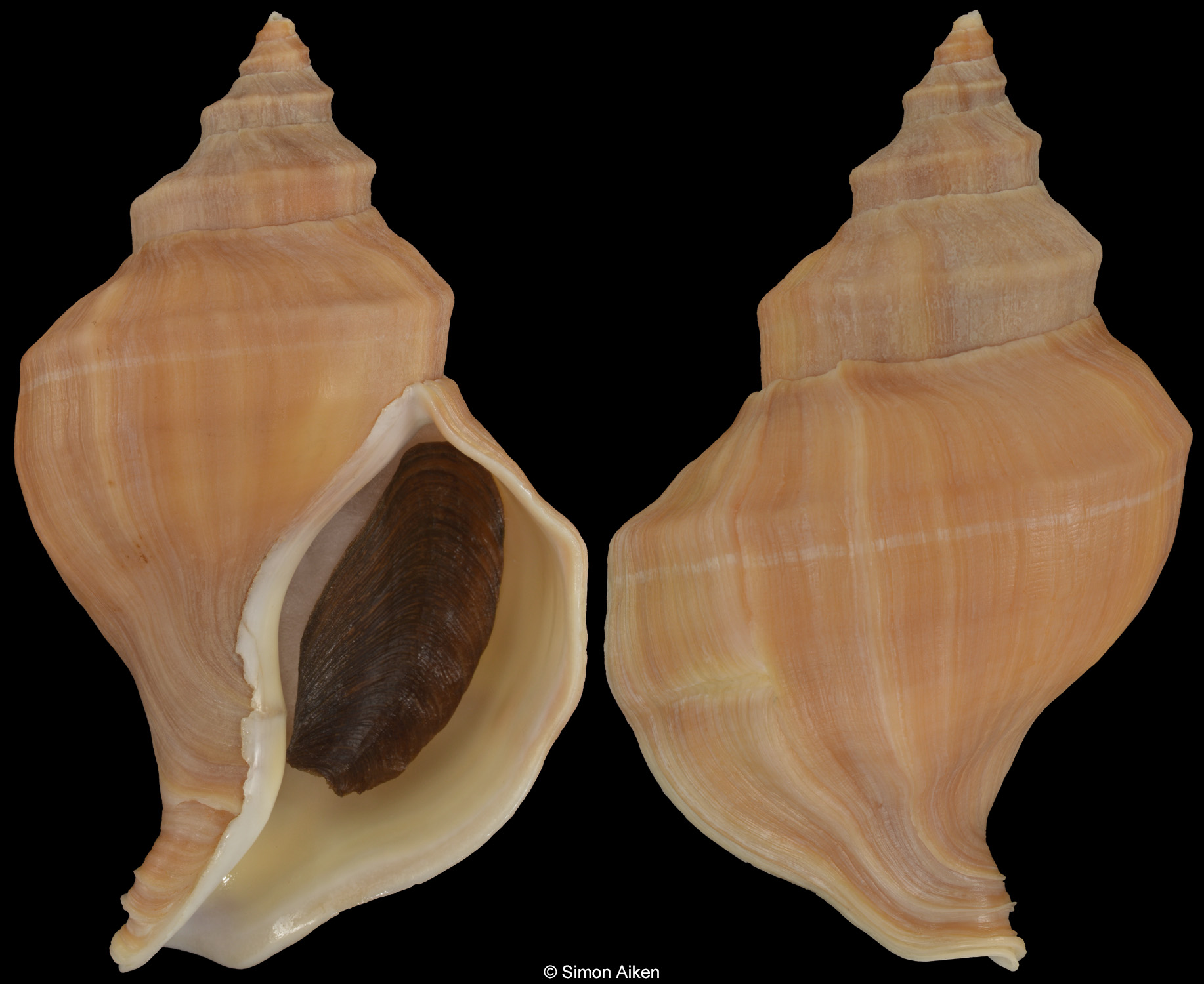 Neptunea vinosa