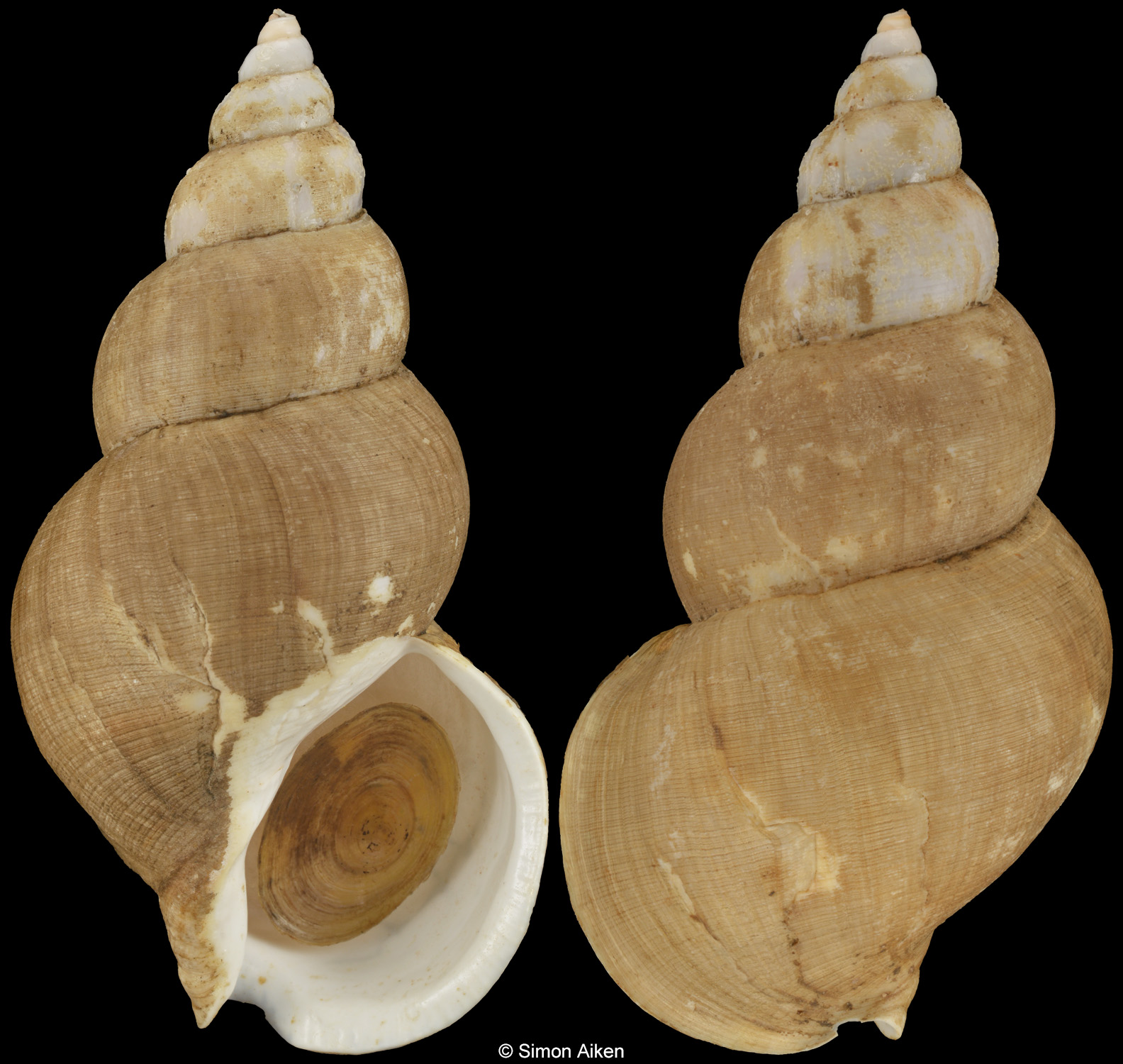 Buccinum aniwanum