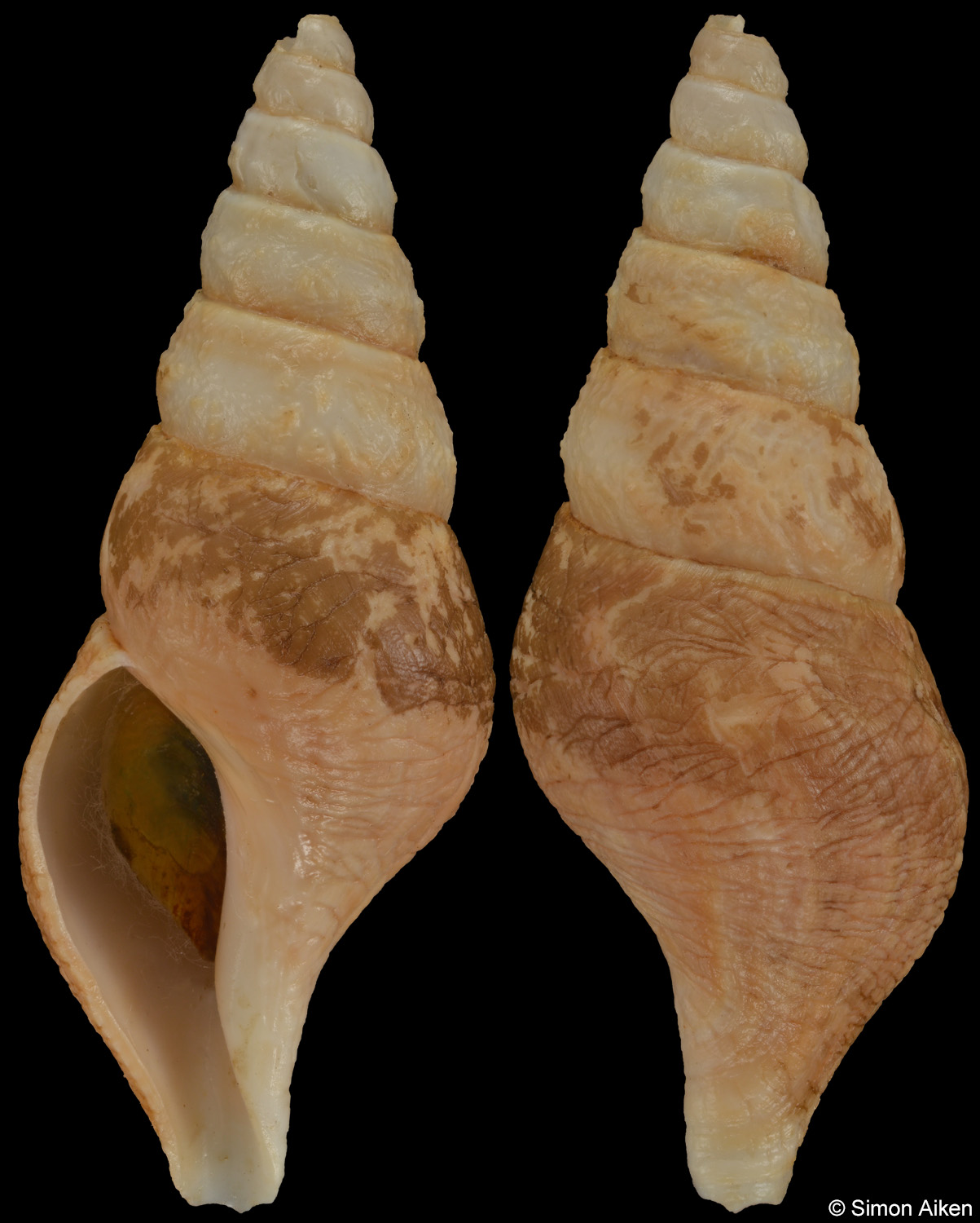 Antiplanes vinosa