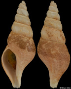 Antiplanes vinosa