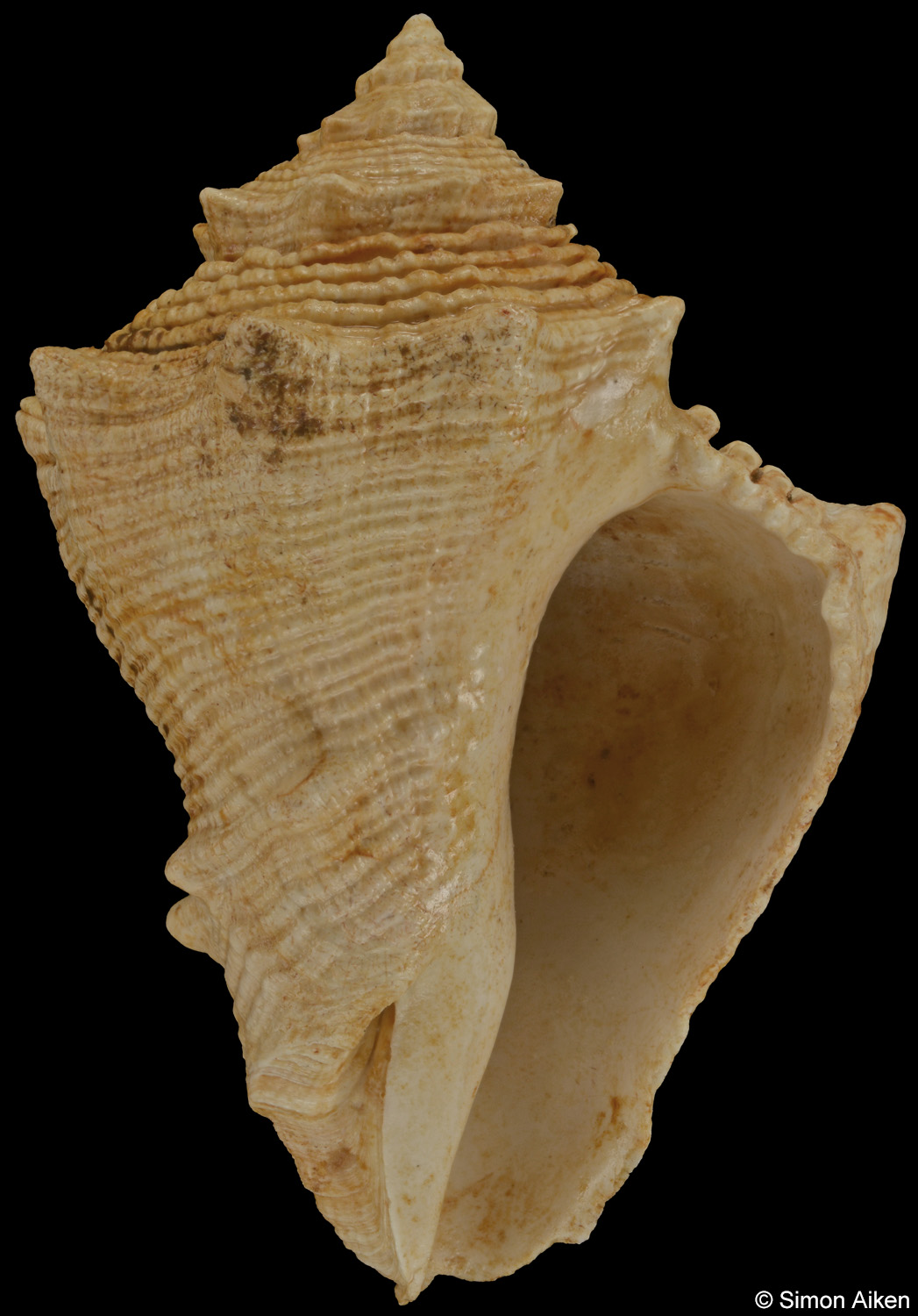 Melongena lainei