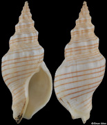 Siphonalia spadicea