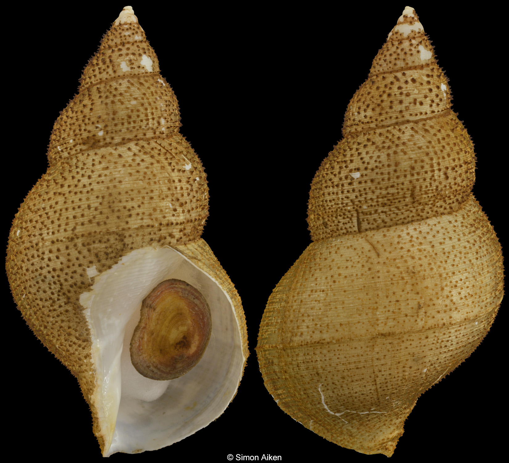 Buccinum kashimanum