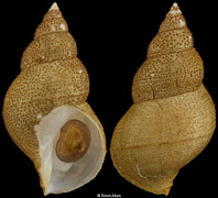 Buccinum kashimanum