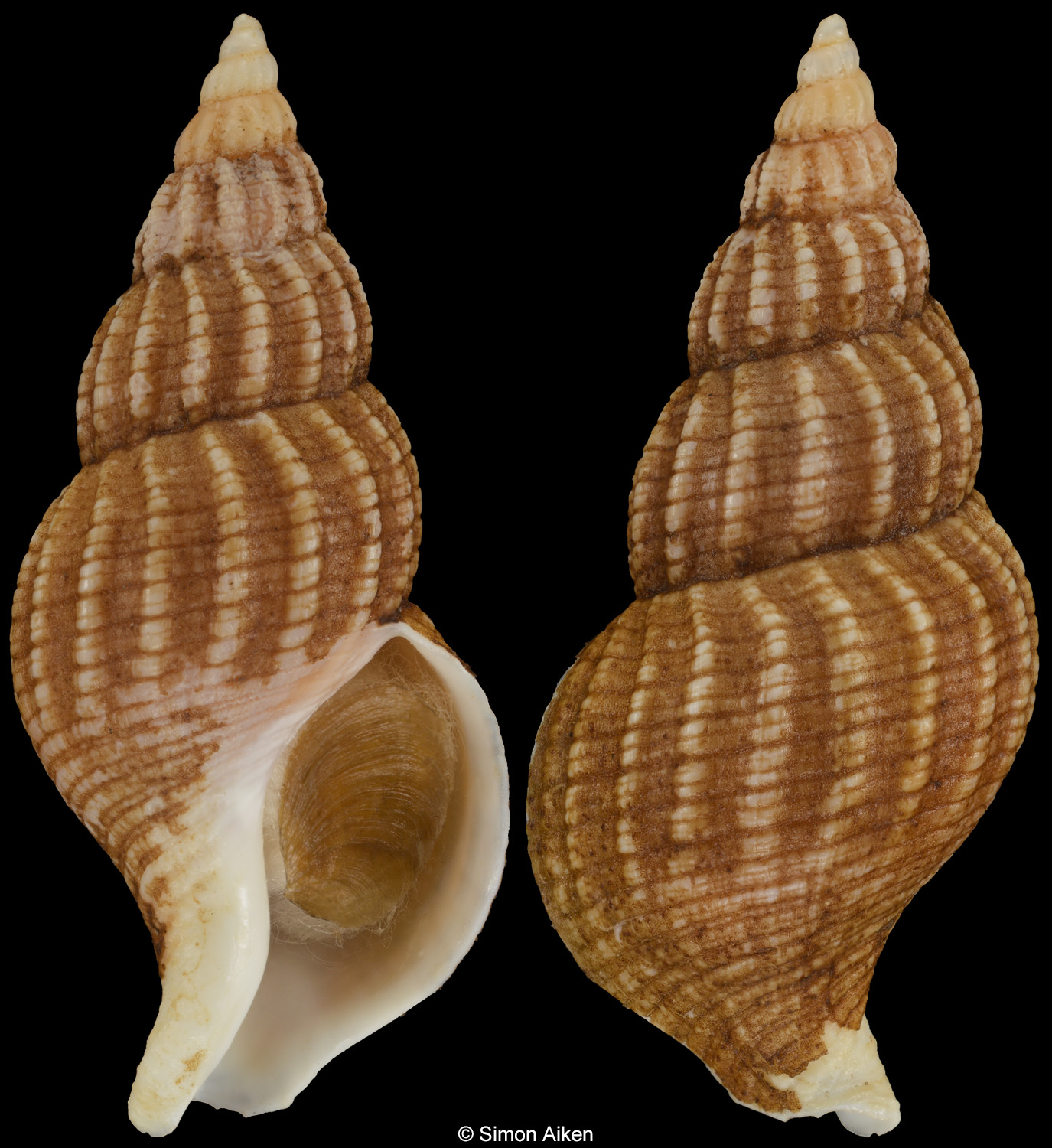 Plicifusus scissuratus
