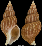 Plicifusus scissuratus