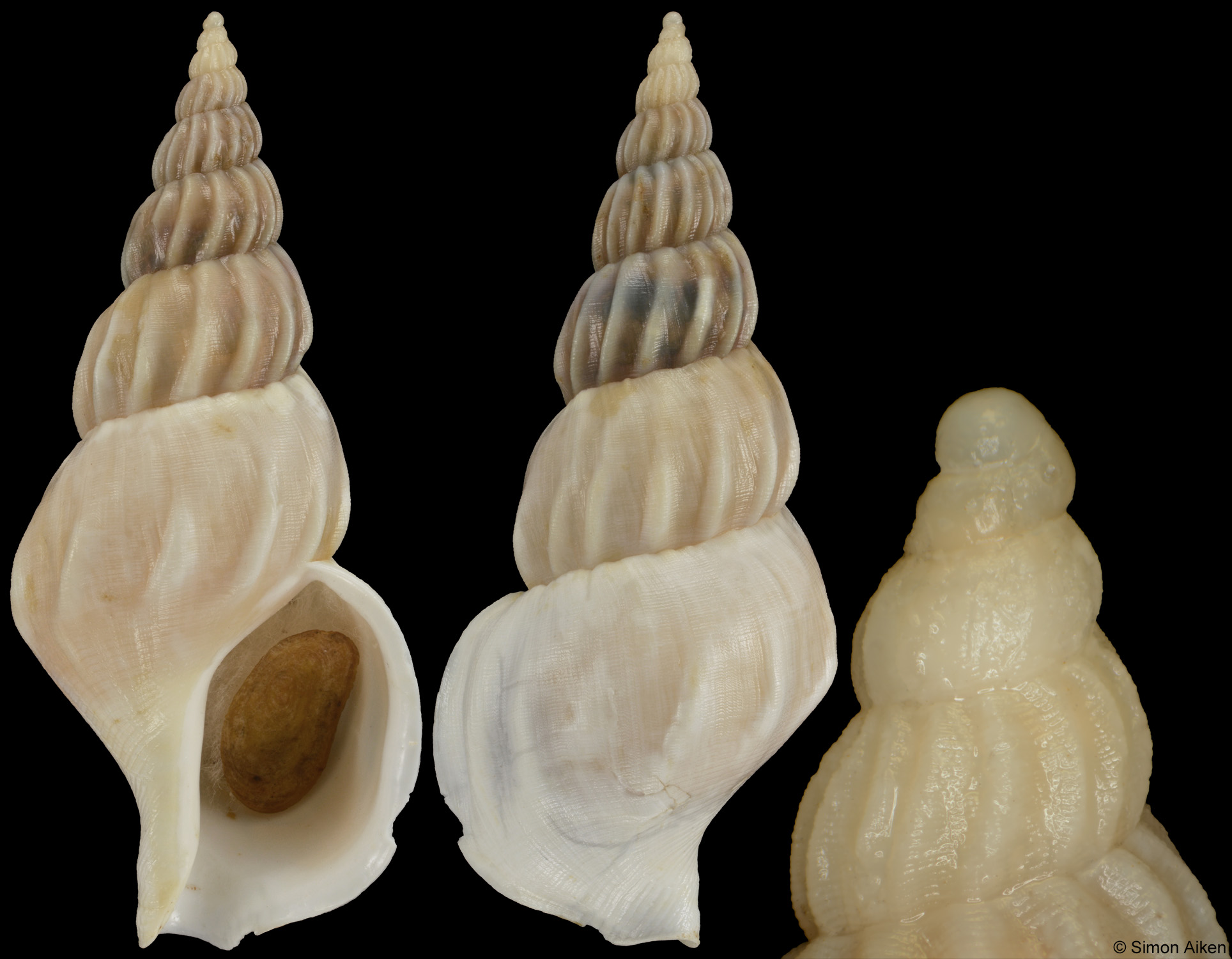 Buccinum maehirai