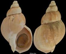 Buccinum rarusum