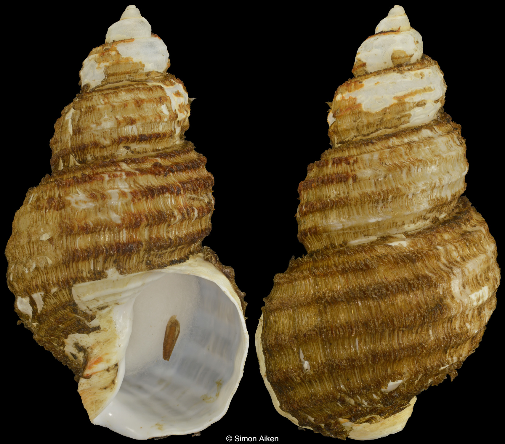 Parancistrolepis fujitai