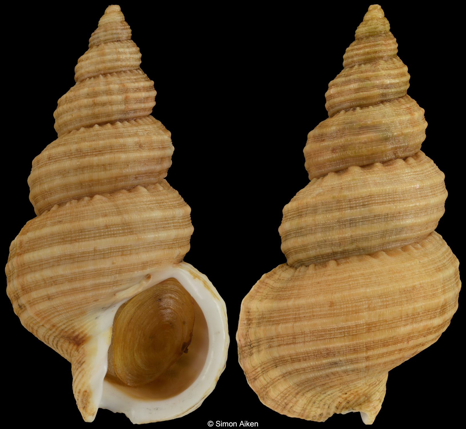 Buccinum zelotes