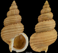 Buccinum zelotes