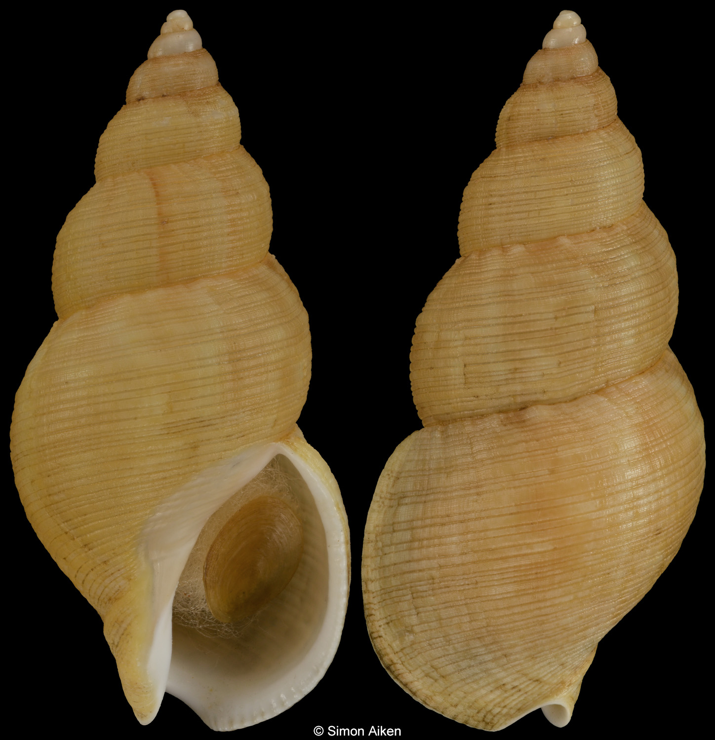 Buccinum habui