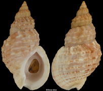 Buccinum ochotense