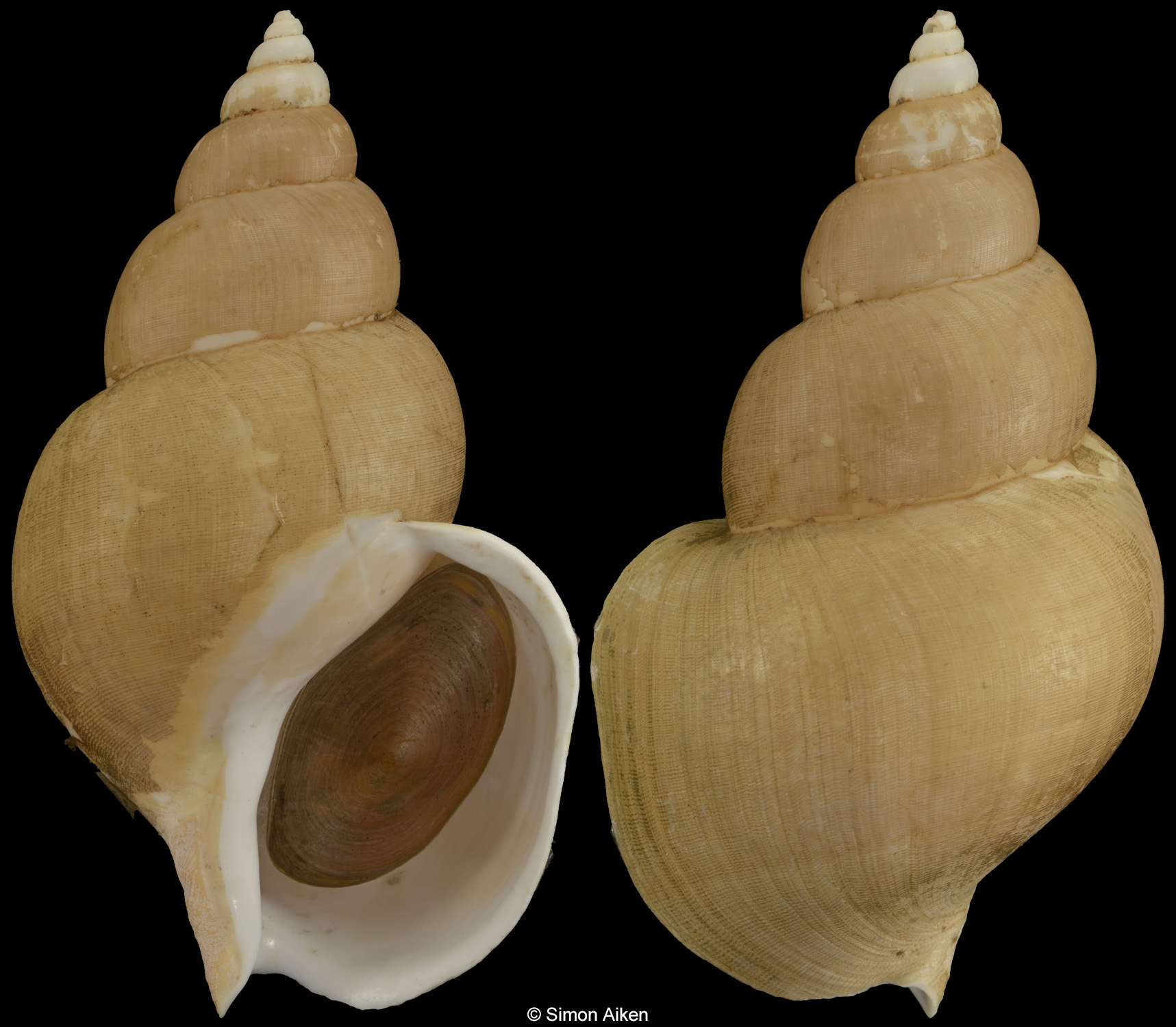 Buccinum striatissimum