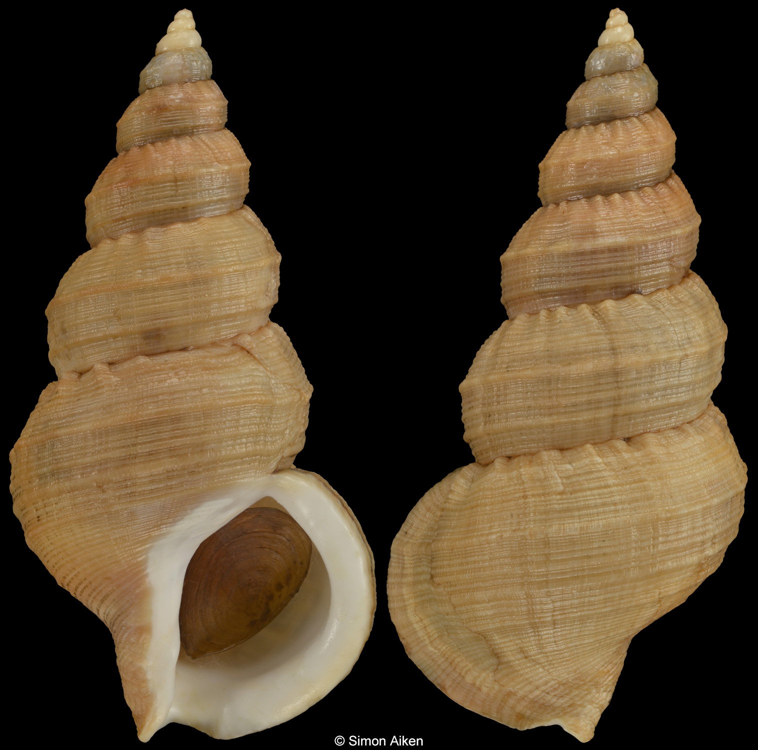 Buccinum opisoplectum
