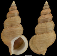 Buccinum opisoplectum