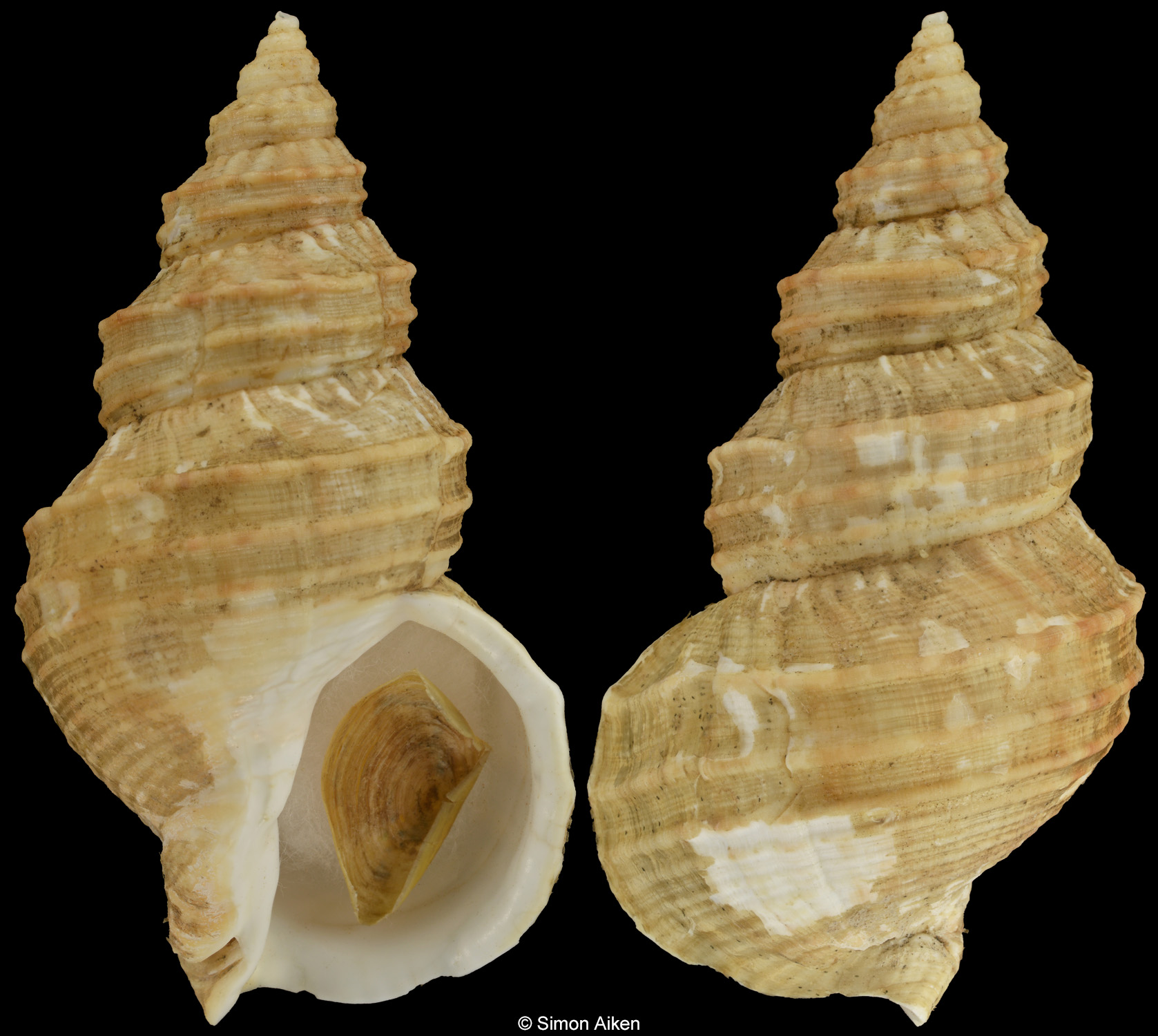 Buccinum moerchianum