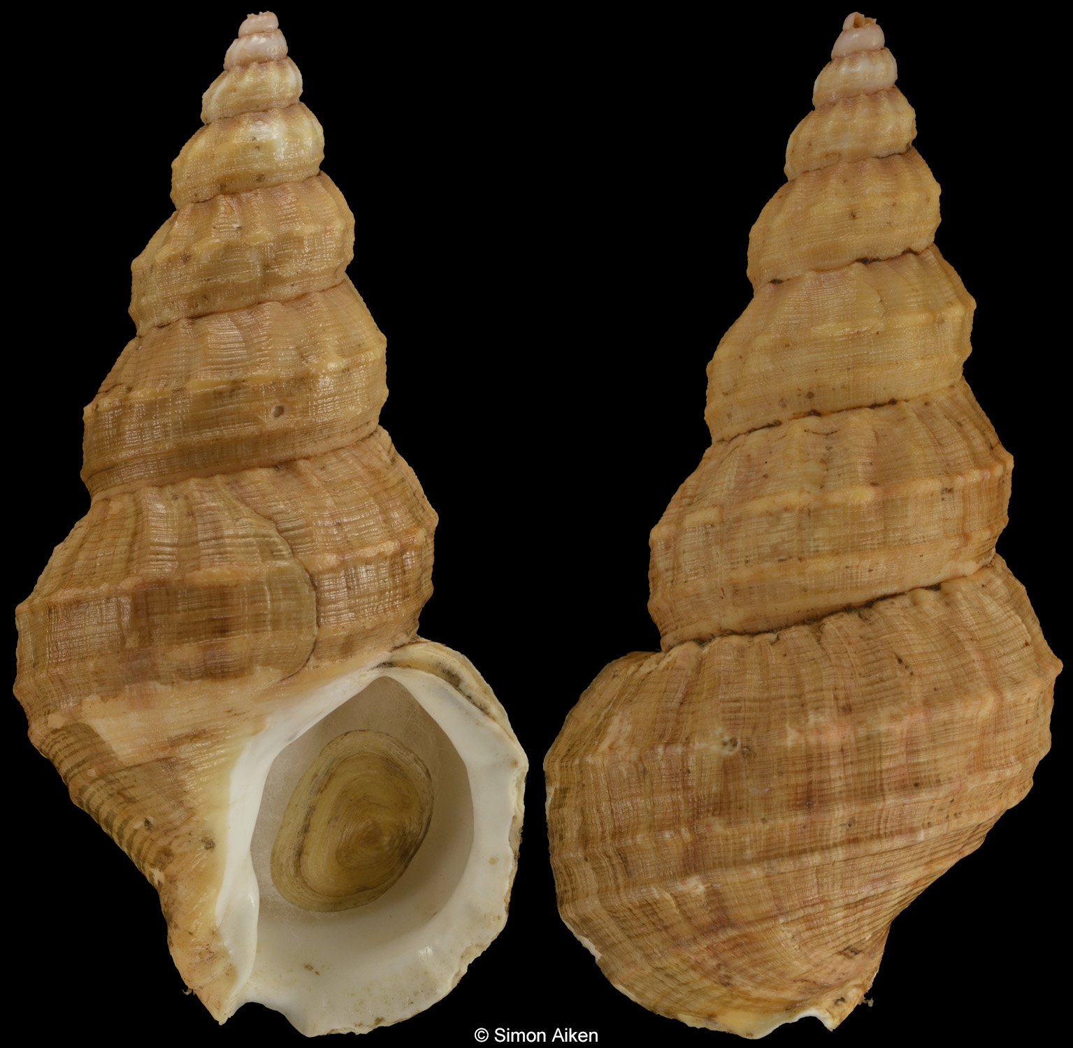 Buccinum nodocostum