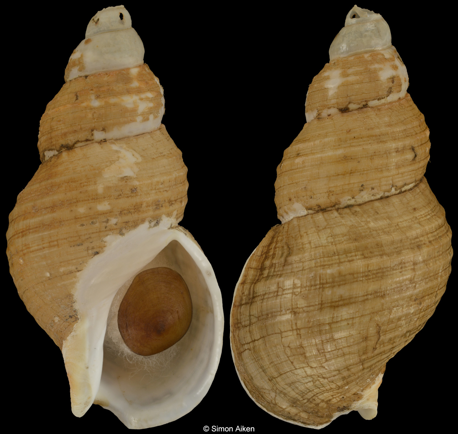 Buccinum niponense