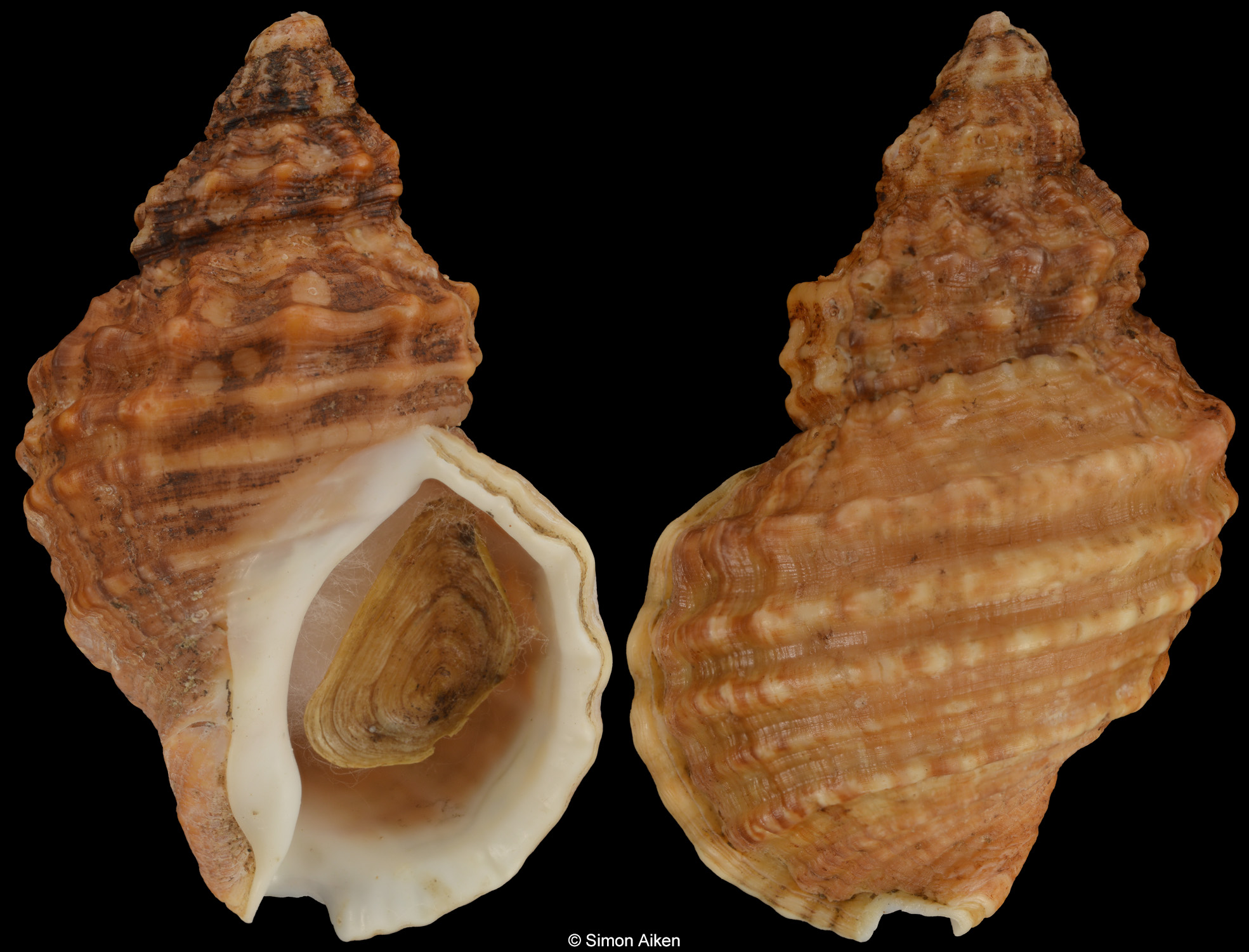 Buccinum mirandum