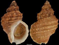 Buccinum mirandum