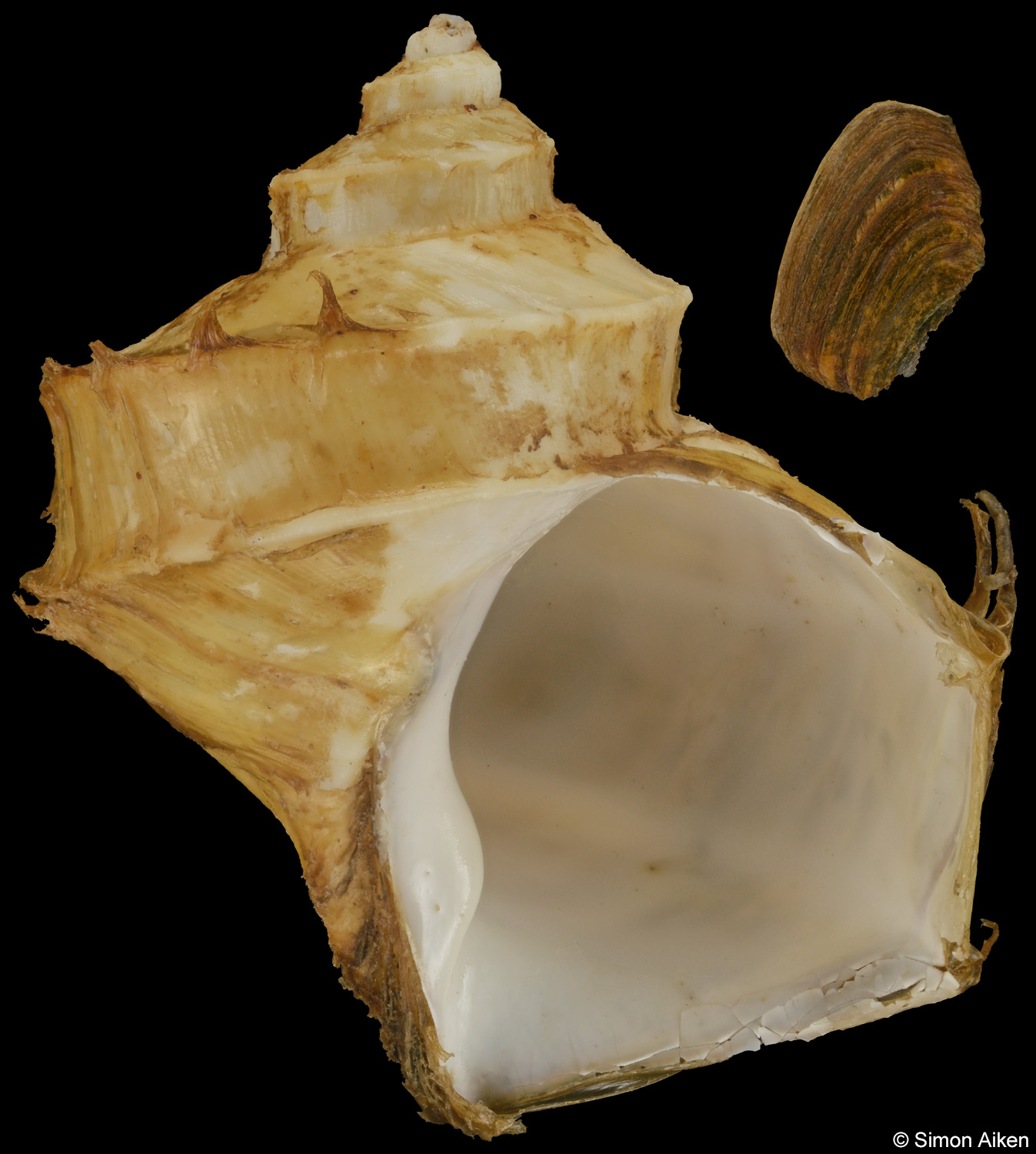 Trichotropis bicarinata