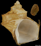 Trichotropis bicarinata