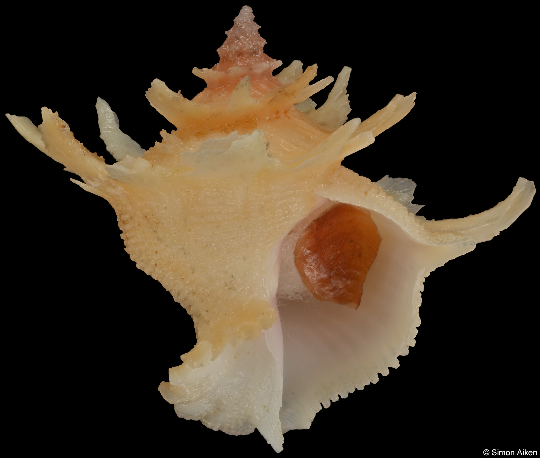 Babelomurex deburghiae