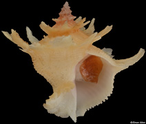 Babelomurex deburghiae