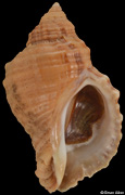 Nucella freycinetii