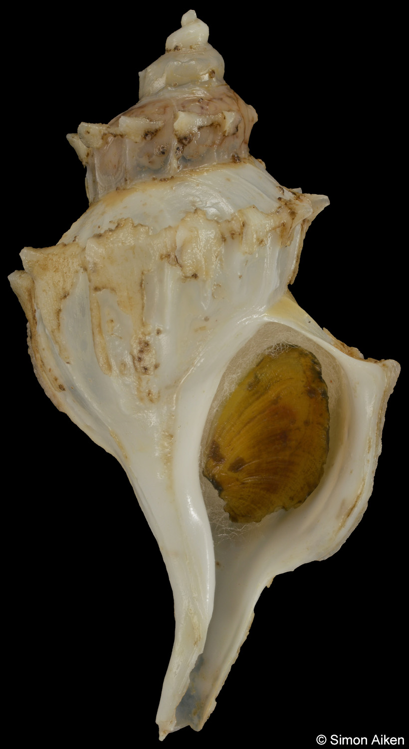 Boreotrophon alaskanus