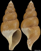 Antiplanes sanctiioannis