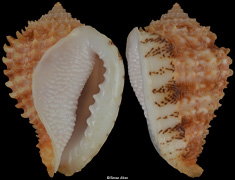 Morum praeclarum