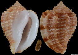 Morum praeclarum
