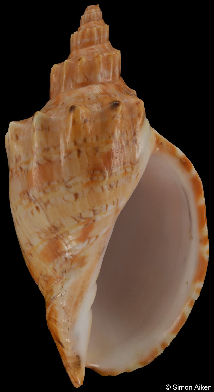 Festilyria ponsonbyi